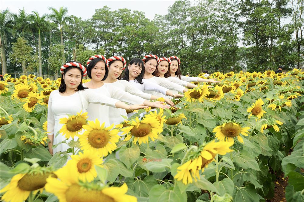 Chụp ảnh Cánh đồng Hoa Hướng Dương ở Hà Nội 