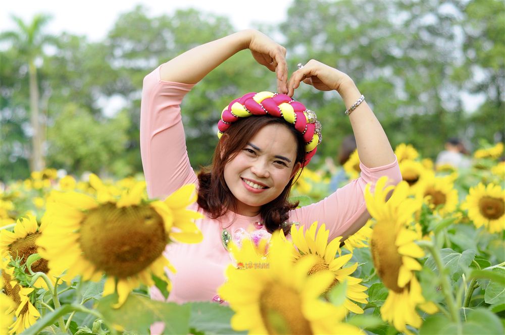 Cánh đồng hoa Hướng Dương ở Hà Nội