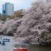 Nhật Bản Mùa hoa Anh Đào