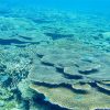 Biển Côn Đảo trong xanh có nhiều rạng san hô