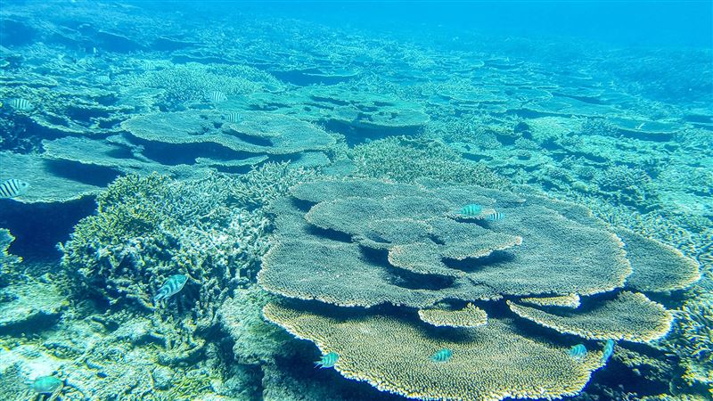 san hô ở Côn Đảo