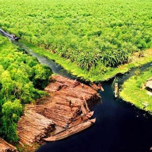 Rừng ngập mặn U Minh Hạ nhìn từ trên cao